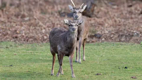 Two deer on an area of green grass, looking at the camera.