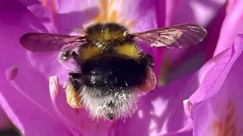 RSW / BBC Weather Watchers A winged insect is sitting on a pink flower. The bee has outstretched wings and a yellow and black furred body.