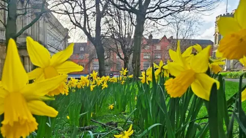 Ian Hughes Rows of yellow daffodils with trees and some large red brick buildings in the background.
