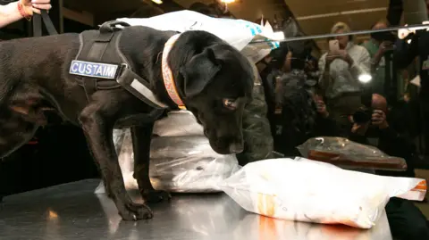 PA Media A black dog with the Irish word for "Custom" on her harness, inspects the contents of a clear plastic bag.