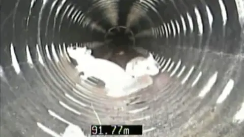 Two squirrels moving around inside a cylindrical drain
