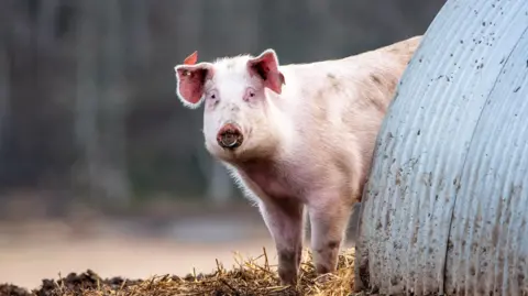 John Carroll captured this pig looking curious in Banff