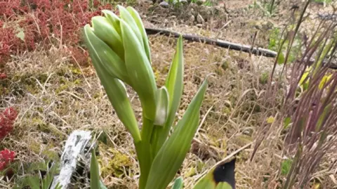 Oxford Brookes The White Helleborine orchid found on the roof of an Oxford university building. It is a green plant yet to flower.