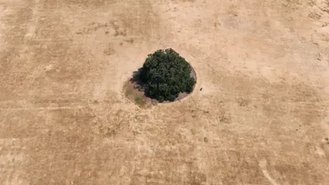 PA Media An aerial view of Bexley’s Charter Oak surrounded by parched grass in Danson Park, Bexley, south east London. Much of England is under an amber warning for extreme heat, in the face of the fifth heatwave in a summer which has also been marked by extremely dry weather and drought for much of England and Wales.