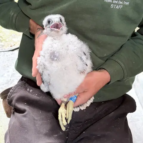 Hawk and Owl Trust/ S Dudhill, J Blumfield A peregrine falcon chick, which has white fluffy feathers, is being held on the lap of a Hawk and Owl Trust staff member. The individual is wearing a dark green sweater and black jeans. The bird has its beak open and has two rings, one on each leg.
