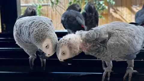 Two African grey parrots lock heads in an enclosure, with other parrots in the background