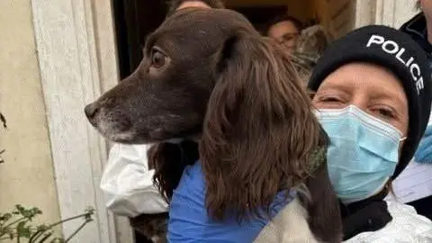 Hampshire Police A brown, big-eared dog looks off to the left. It's being held by a woman wearing white overalls, a face mask, and a hat with the word "POLICE" printed on it. 