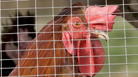 A brown hen looks through a cage.