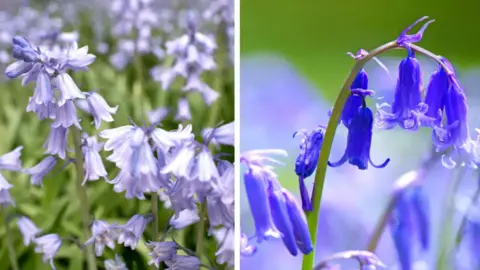 Getty Images Spanish (left) and British bluebells (right)