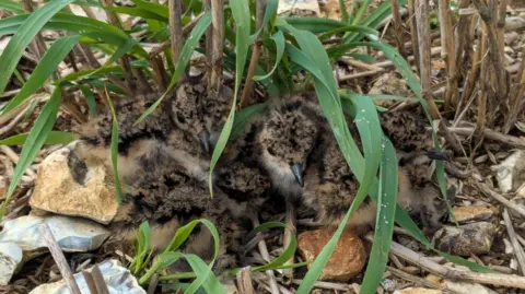 Wiltshire Wildlife Trust A handful of grey partridge chicks huddled together in a tuft of grass on stoney ground.