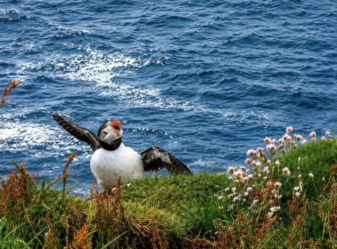 Aileen Gillies A puffin dancing on the shoreline, with water behind it