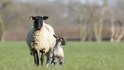 A sheep with white wool and a black head looks directly into the camera. To its left is a lamb, looking to the right of the frame, with the same colour wool and head. They stand in a grassy field.