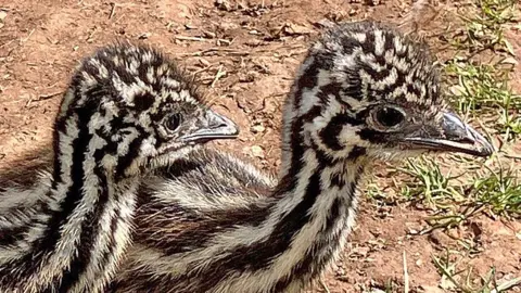 Emus