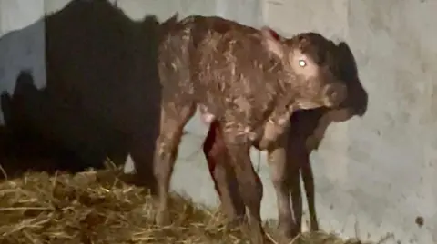 Brook Meadow Campsite Image shows the calf, not long after she was born, stumbling alongside the wall of the pen. Her fur is still matted and wet and her legs are thin. She is stood on hay. 