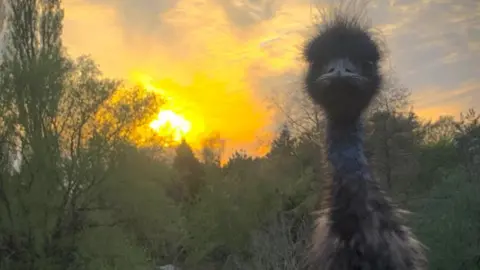 Malmesbury Animal Sanctuary Irwin looking to camera with a beautiful sunset shining through the woodland behind