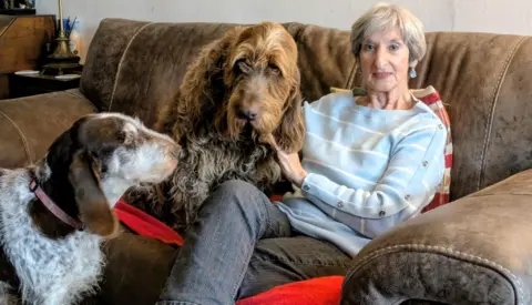 Rachael Hyde An older lady with short grey hair, a blue and white striped jumper and black jeans sits on a brown sofa with a brown shaggy Italian Spinone dog on her lap while a white and brown Italian Spinone stands on the floor, looking up at her.