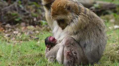 Trentham Monkey Forest Barbary macaques mother and baby