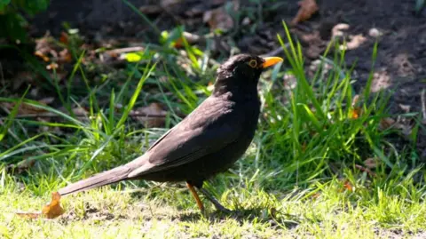 A blackbird stands on a patch of lawn on a sunny day. 