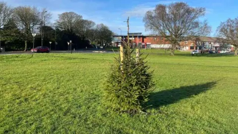BBC A small fur tree in the middle of a large open green space. From this angle you can see residential houses in the background and a road.
