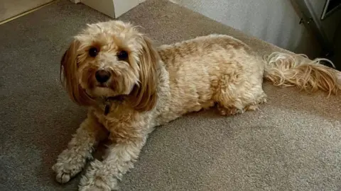 Emily Rose O'Brien White Cavapoo lies on a carpeted floor