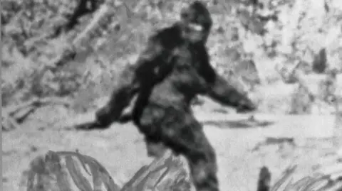 Black and white photograph of Bigfoot, who is a tall ape-like figure covered in black fur. He is pictured walking from the side, swinging his left arm in front of his body, and the left arm swinging behind him. There is a large amount of forestry pictured around him.