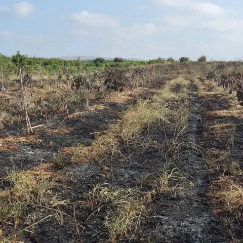 A field with burnt grass and small burnt trees