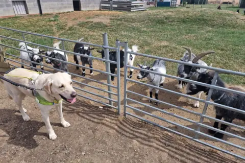 Louann Kent Ugo with some goats