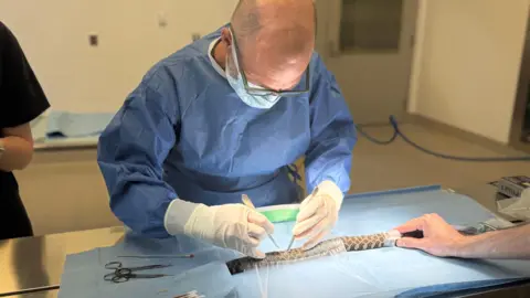 Durrell Nic is wearing blue scrubs and white plastic gloves. He is holding metal scalpels to operate on a snake.