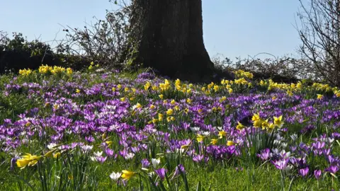 Kendal Jay Sedgwick in Cumbria. Close up shot of purple and yellow flowers in a green meadow. There is the base of a tall tree in the back as well as blue skies. 