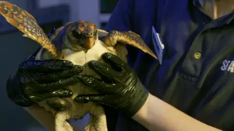 Simon Cotter / This is Influential A member of the specialist animal care team wearing black latex gloves holds Crush the turtle as she is transferred to a larger tank