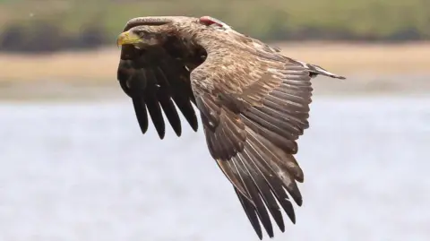 Lewis Slavin A large brown and white coloured eagle flying through the sky.