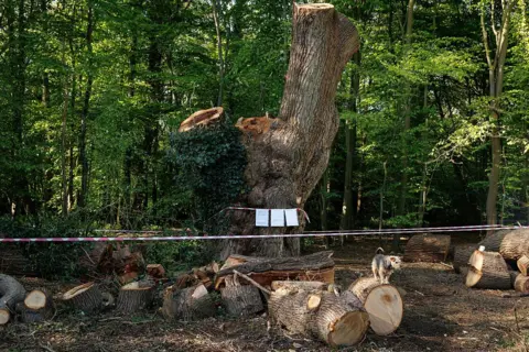 Getty Images A pedunculate oak, 'Quercus robur', known locally as the 'Guy Fawkes Oak' is cordoned off after being felled in Enfield.