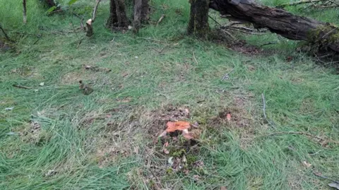 Cumberland Council The stump of a tree which has recently been felled. The stump has been cut close to the base of the tree, which stands in a patch of grass.
