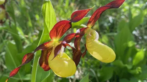 An orchid with red leaves and a yellow flower, pictured in the sunshine.