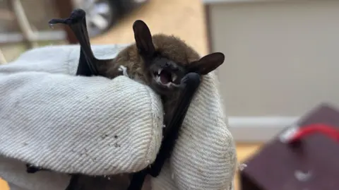 A hand wearing grey-white dirty gloves holding a very small bat. Its fangs, fur and limbs and ears are visible. 