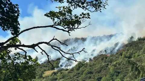 A cloud of smoke in trees