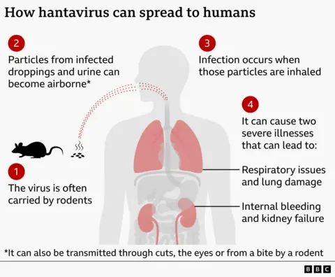 Graphic explaining how hantavirus can be transmitted to humans. Step one shows a rodent, labelled as a common carrier of the virus. Step two shows virus particles becoming airborne from rodent urine and droppings. Arrows point towards a human silhouette to show inhalation, labelled as the main route of infection. Step three explains that humans can be infected by breathing in these particles. Step four shows the lungs and kidneys highlighted inside the body, with text explaining that the virus can cause two severe illnesses leading to respiratory problems and lung damage, or internal bleeding and kidney failure. A note adds that infection can also occur through cuts, the eyes, or a rodent bite. 