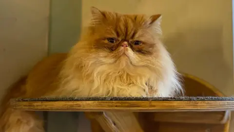 A white and grey cat which is sitting on a shelf. It is very fluffy with long fur and is looking towards the camera. 