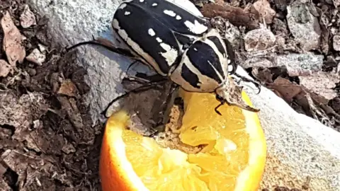 Stratford Butterfly Farm Flower beetle on an orange 