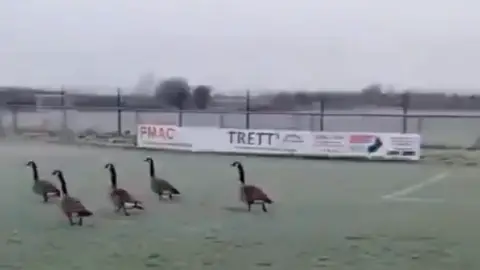 West Allotment Celtic FC Five geese running across the pitch at West Allotment Celtic FC's grounds. The geese are brown with long, black necks. Advertising boards can be seen in the background and the corner of the penalty box is to the right.