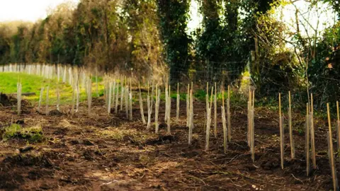 A row of newly planted saplings in a field alongside a row of established trees 