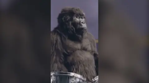 A man in a gorilla suit, with his eyes closed, sitting behind a drum kit and in front of a purple wall