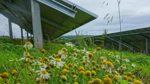 Solar panels with flowers in the foreground.