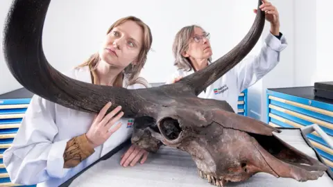 Historic England Two female scientists in white coats look at the horns of a large animal's skull
