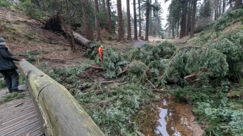 Cragside Foresters surveying the windblown tree in the Debdon Burn at Cragside. The tree has shattered into pieces and its leaves, branches and trunk are blocking the stream. An engineer in a bright-orange jumpsuit inspects the tree. Another person watches from a wooden bridge.