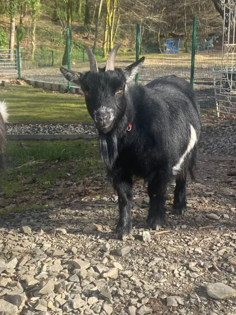 Overtoun Llama Lodges Black goat with curved horns and a long beard stands on a gravel path, looking toward the camera, with a fenced garden and trees in the background