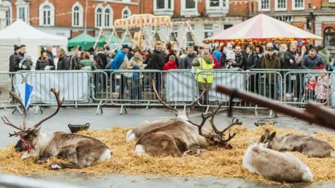 East Riding of Yorkshire Council Shot of several reindeer lying down in an enclosure in a town centre. There are crowds of people gathered round, as well as brightly-lit stalls and fairground attractions.