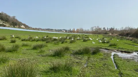 A gaggle of geese at a marsh site. The white geese are scattered across the grass site. 