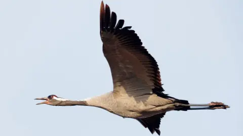 Richard Nicoll A grey-coloured crane in flight at Wicken Fen. Its neck is outstretched and its beak is open as it makes a call. Its wings are stretched out and its legs are stretched out parallel with its body. It is flying across greyish sky.