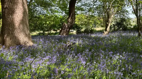 Iain Robinson North Wood covered in bluebells